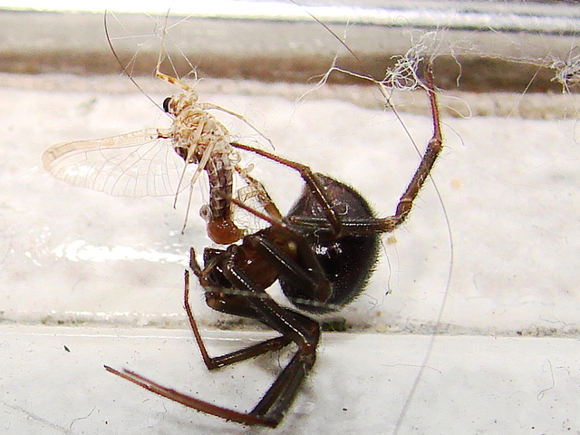 Steatoda sp.